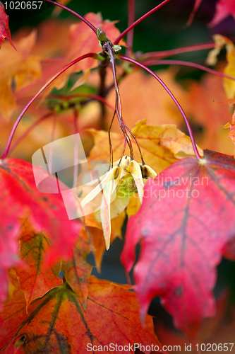 Image of Maple Autumn Leaves