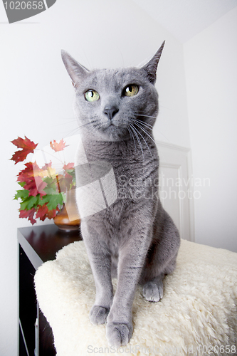 Image of Russian Blue Cat