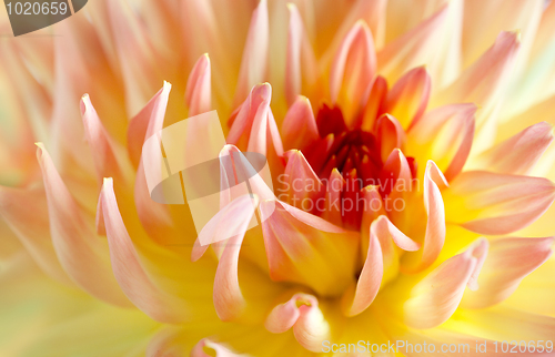 Image of Pastel colored dahlia flower