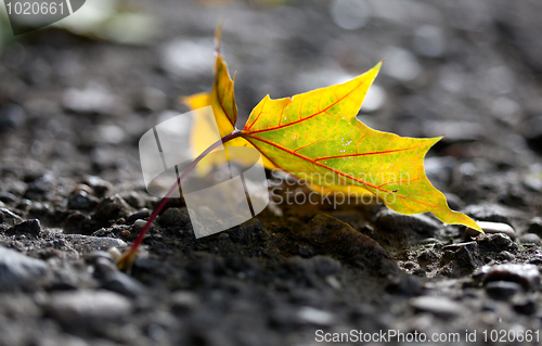 Image of Maple Autumn Leaves