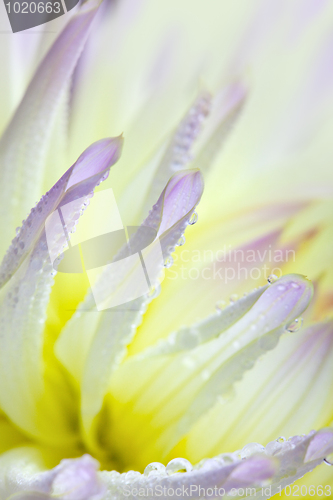 Image of Dahlia flower with dew drops