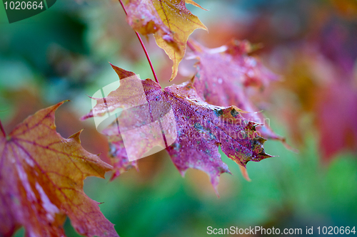 Image of Maple Autumn Leaves