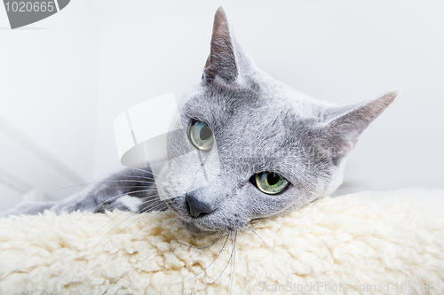 Image of Russian Blue Cat