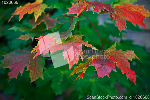 Image of Maple Autumn Leaves