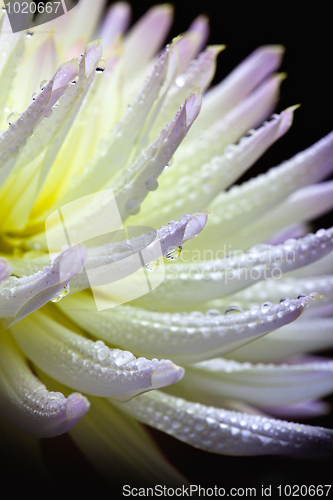 Image of Dahlia flower with dew drops