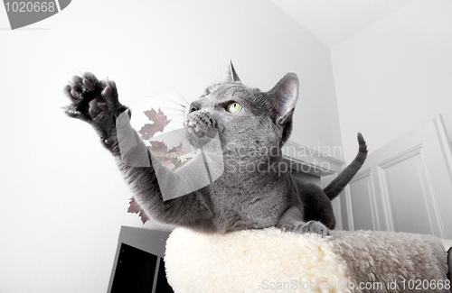 Image of Russian Blue Cat