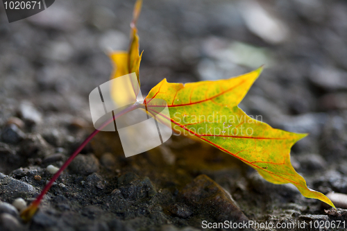 Image of Maple Autumn Leaves