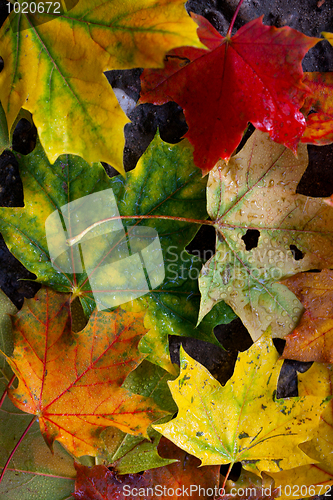 Image of Maple Autumn Leaves