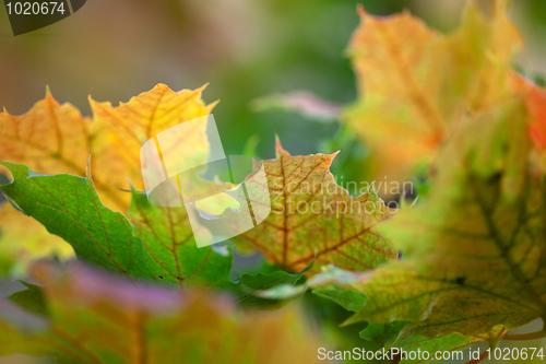 Image of Maple Autumn Leaves