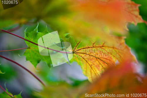 Image of Maple Autumn Leaves