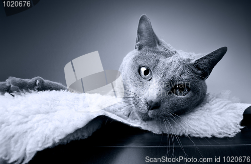 Image of Russian Blue Cat