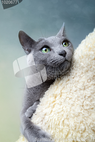 Image of Russian Blue Cat