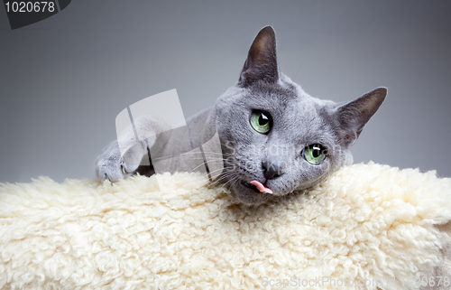 Image of Russian Blue Cat