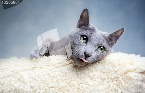 Image of Russian Blue Cat