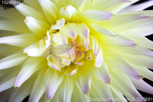 Image of Pastel colored dahlia flower