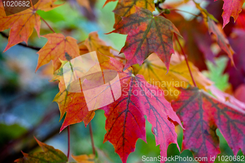 Image of Maple Autumn Leaves