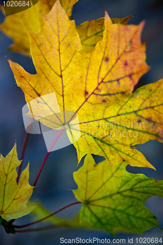 Image of Maple Autumn Leaves