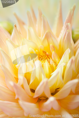 Image of Dahlia flower with dew drops