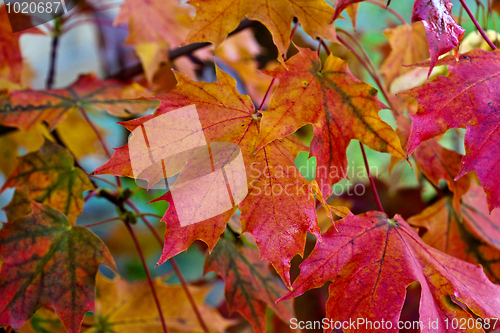 Image of Maple Autumn Leaves