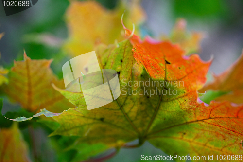 Image of Maple Autumn Leaves