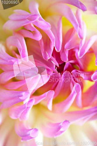 Image of Pastel colored dahlia flower