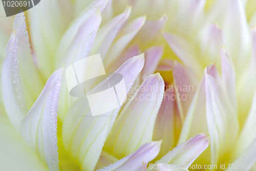 Image of Dahlia flower with dew drops