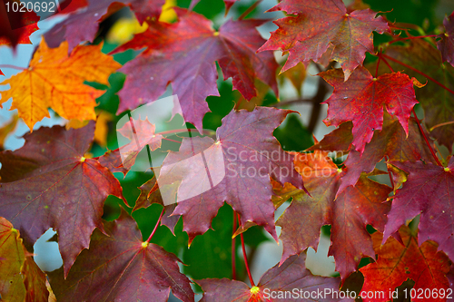 Image of Maple Autumn Leaves