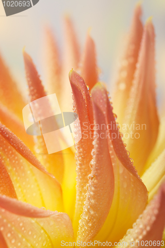 Image of Dahlia flower with dew drops