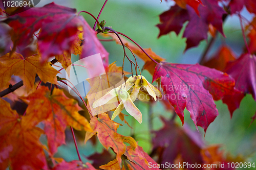 Image of Maple Autumn Leaves