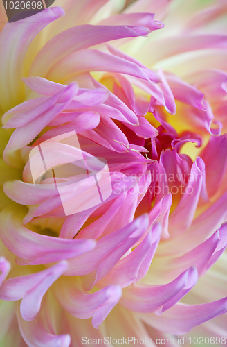 Image of Pastel colored dahlia flower