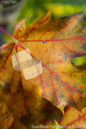 Image of Maple Autumn Leaves