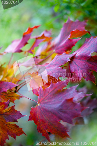 Image of Maple Autumn Leaves