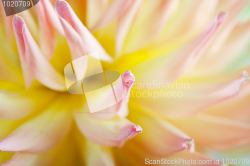 Image of Pastel colored dahlia flower