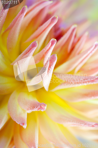 Image of Dahlia flower with dew drops