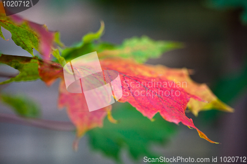 Image of Maple Autumn Leaves