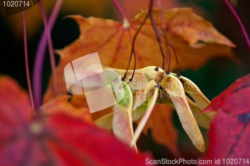 Image of Maple Autumn Leaves