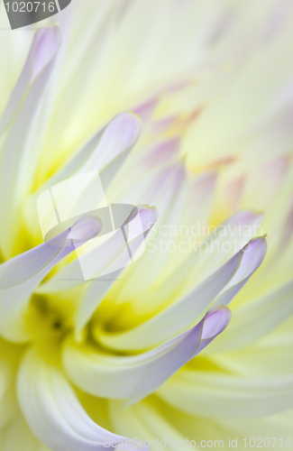 Image of Pastel colored dahlia flower