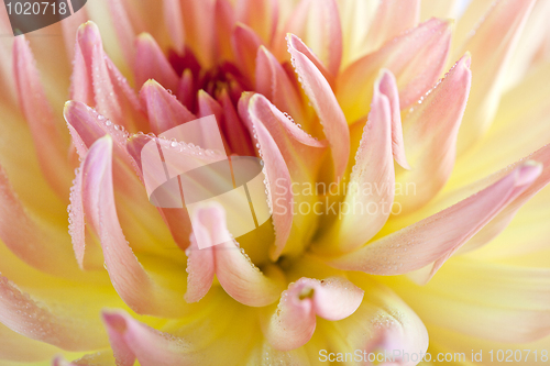 Image of Dahlia flower with dew drops