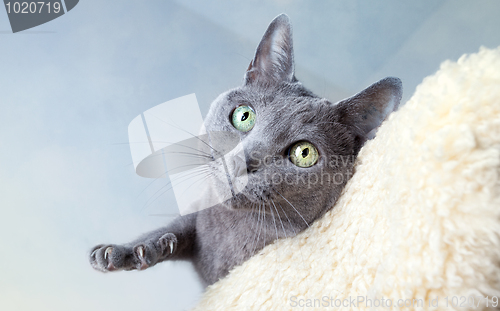 Image of Russian Blue Cat