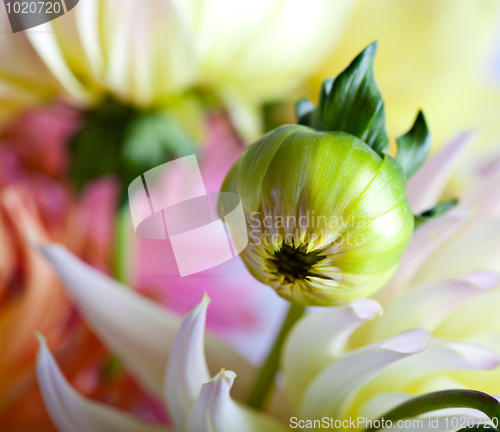 Image of Pastel colored dahlia flower