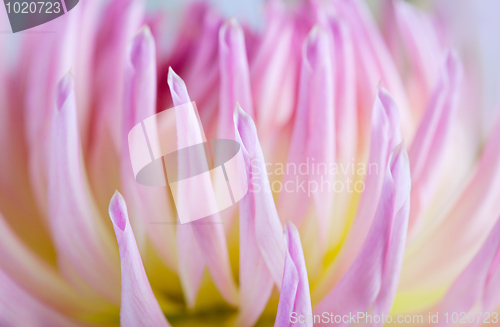 Image of Pastel colored dahlia flower