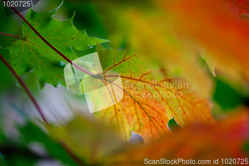 Image of Maple Autumn Leaves