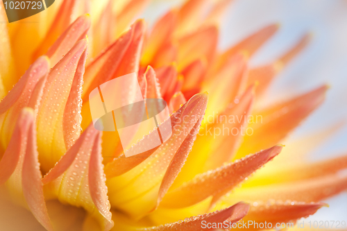 Image of Dahlia flower with dew drops