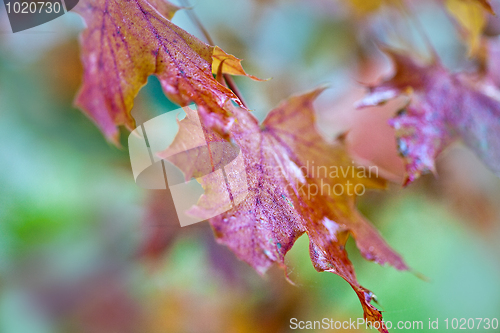 Image of Maple Autumn Leaves