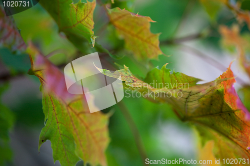 Image of Maple Autumn Leaves