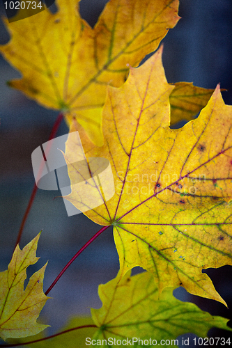 Image of Maple Autumn Leaves