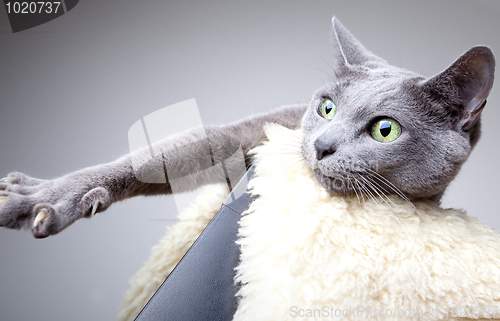 Image of Russian Blue Cat