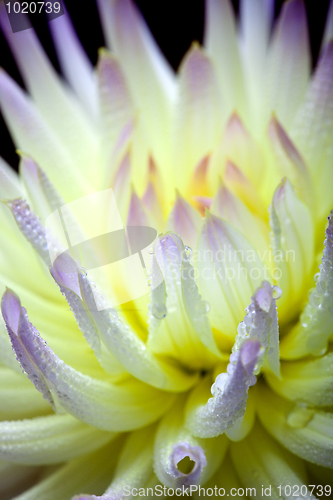 Image of Dahlia flower with dew drops