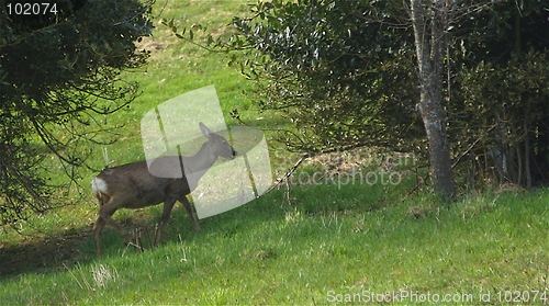 Image of Deer I