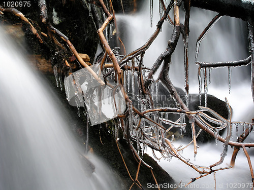 Image of Beautiful Frozen branches 